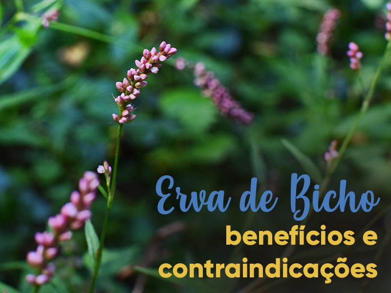 Erva de Bicho: benefcios e contraindicaes